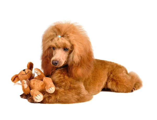 Cãozinho Bonito Poodle Damasco Com Brinquedo Urso Pequeno Isolado Fundo — Fotografia de Stock