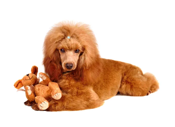 Cachorro Tres Meses Albaricoque Con Juguete Oso Pequeño Descansando Sobre — Foto de Stock