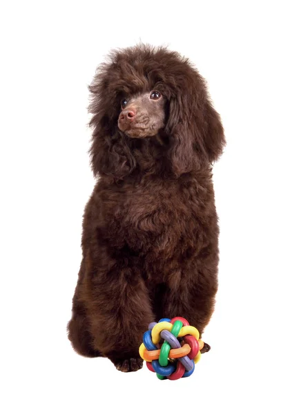 Funny Puppy Toy Chocolate Poodle Sitting Small Ball Isolated White — Fotografia de Stock