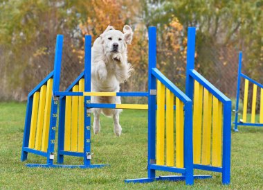 Çeviklik eğitiminde engelin üzerinden atlayan komik Golden Retriever köpeği