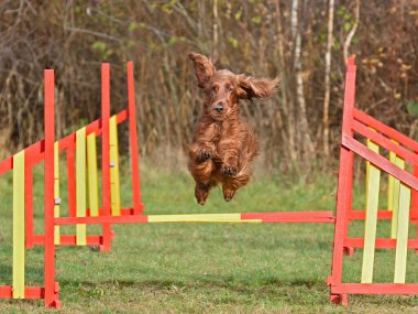 Red Iris Setter jumping over hurdle on a dog agility trial