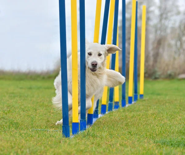 Golden Retrívr Pes Procházející Slalom Tyčinky Tréninku Agility — Stock fotografie