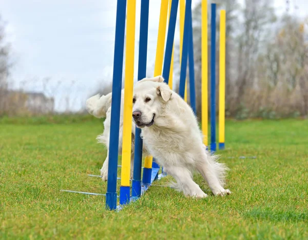 Golden Retriever Pasando Por Palos Slalom Una Prueba Agilidad Para —  Fotos de Stock