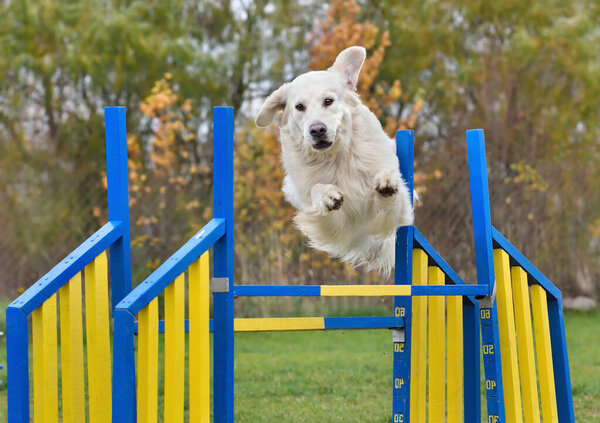 Golden Retriever jumping over the fence at a dog agility trial