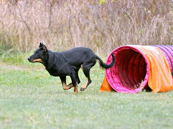 Black Beauceron Dog Came Out Pink Tunnel Dog Agility Training — Stock Fotó