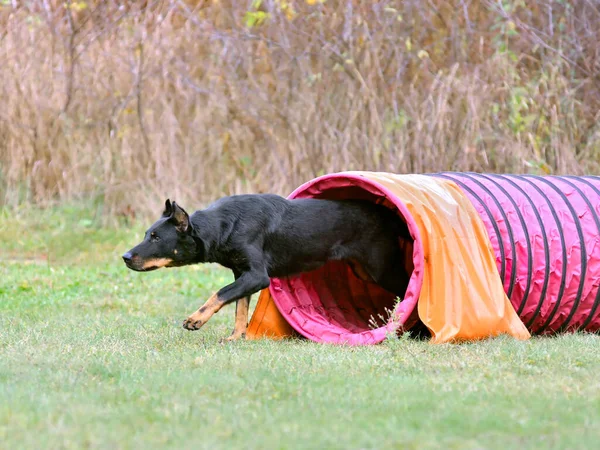 Beauceron Perro Corre Través Túnel Rosa Entrenamiento Agilidad — Foto de Stock