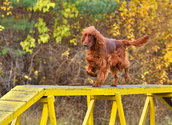 Red Iris Setter Corriendo Pie Perro Entrenamiento Agilidad — Foto de Stock