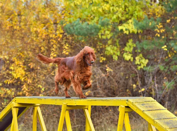 Red Iris Setter Courir Sur Chien Marcher Sur Entraînement Agilité — Photo