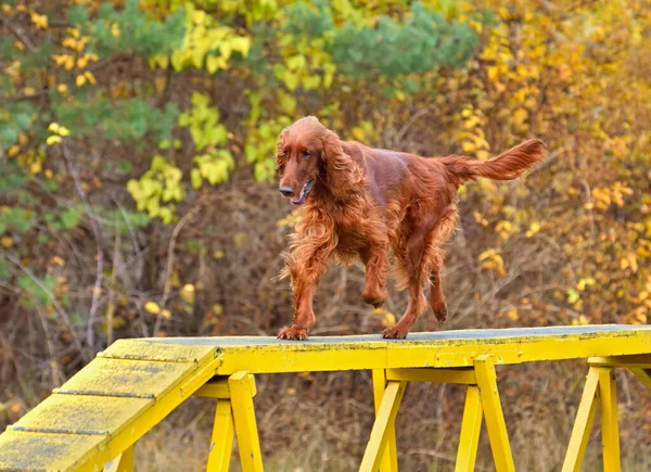 Red Iris Setter Courir Sur Une Promenade Chien Procès Agilité — Photo