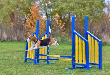 Üç renkli av köpeği çeviklik eğitimine engel oluyor.