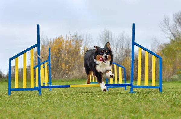 敏捷性競争のハードルを飛び越えるトリコロールオーストラリアの羊飼いやオーストラリアの犬 — ストック写真