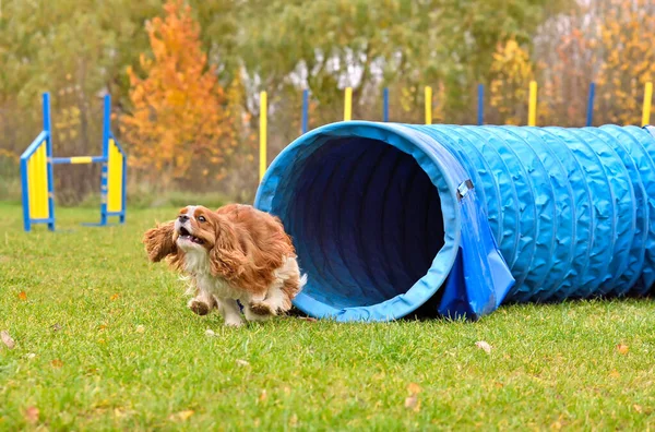 Cavaleiro Rei Charles Spaniel Deixando Túnel Uma Competição Agilidade Cão — Fotografia de Stock