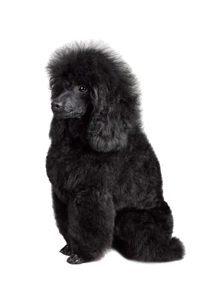 玩具黑色狮子狗坐在白色背景上的滑稽小狗 — 图库照片
