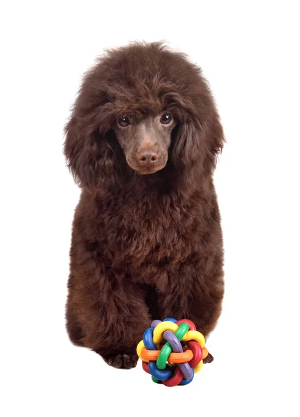 Cãozinho Bonito Poodle Chocolate Com Pequeno Brinquedo Bola Sentado Fundo — Fotografia de Stock