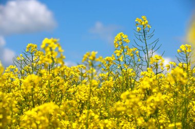 Mavi gökyüzüne karşı Belarus 'ta açan sarı kolza tohumu tarlası