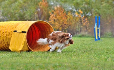 Şövalye Kral Charles Spaniel köpek çevikliği yarışmasında tünelden ayrılıyor.