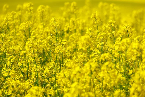 白俄罗斯光秃秃的黄色夏季田里盛满了油菜花 — 图库照片