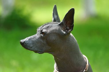 Standart boyutta Xoloitzcuintli ya da yeşil arka planda Meksika Kılsız Köpeği portresi