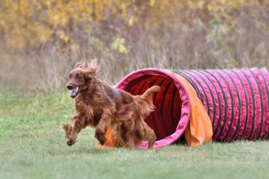 Red Iris Setter bir köpek çeviklik yarışmasında tünelden ayrılıyor