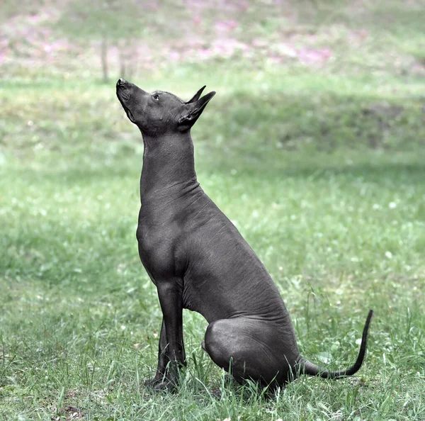 标准尺寸Xoloitzcuintli或墨西哥无毛狗坐在绿草的底座上 — 图库照片