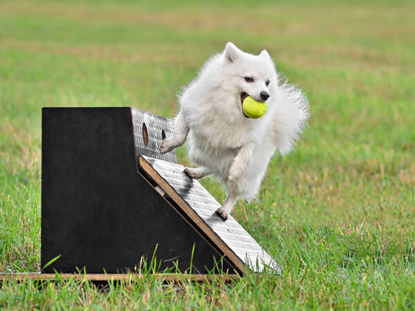 White German Medium Spitz jumping on a flyball training