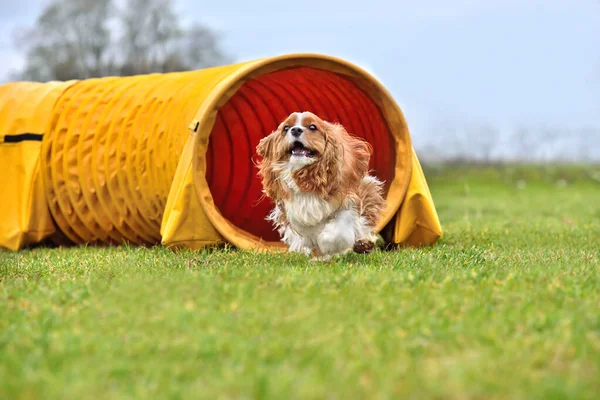 Cavalier King Charles Spaniel Leaving Tunnel Dog Agility Competition Royalty Free Stock Images