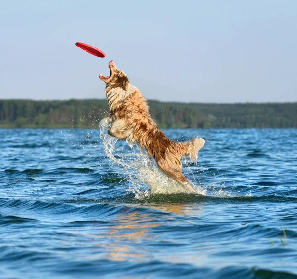 Fronteira Collie Cão Captura Disco Frisbee Voo Livre Esporte Treinamento — Fotografia de Stock