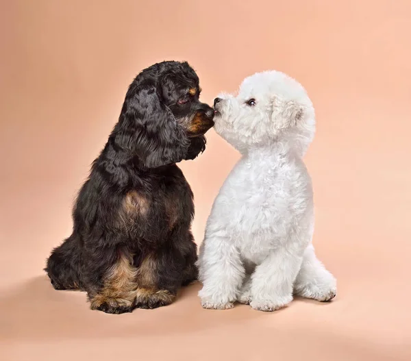 Funny Puppies American Cocker Spaniel Bichon Frise Kiss Each Other — Stock Photo, Image