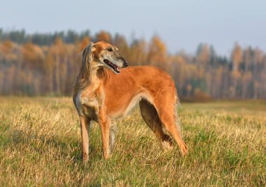 Güzel borzoi köpeği Saluki ya da kırsal alanda duran Kazak tazıları Tazy.
