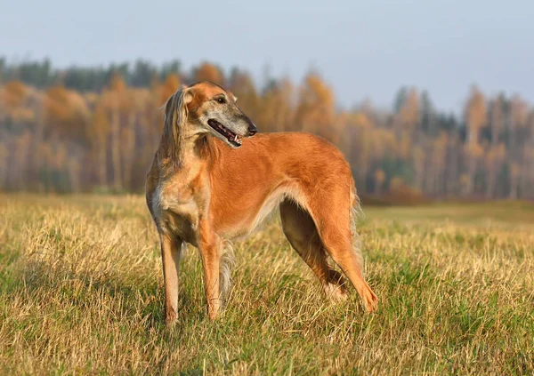 Piękny Pies Borzoi Saluki Lub Kazachskie Charty Tazy Stojący Wiejskim — Zdjęcie stockowe