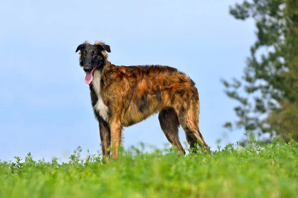 Czerwony Rosyjski Pies Borzoi Stojący Wiejskim Tle Pola — Zdjęcie stockowe
