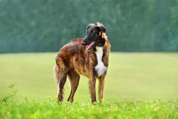 Szczeniak Pięknego Czerwonego Rosyjskiego Psa Borzoi Stojącego Zielonym Polu — Zdjęcie stockowe