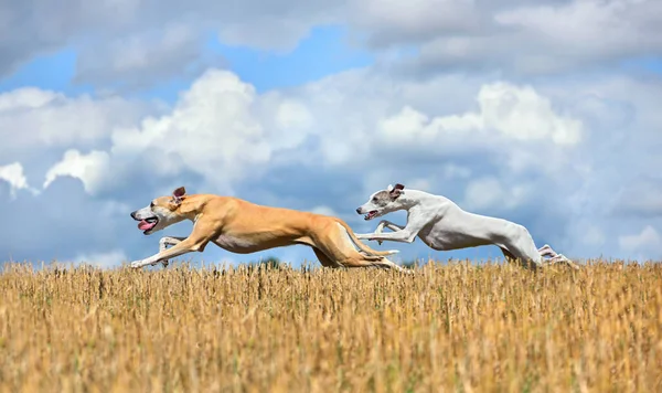 Två Piskor Som Springer Över Höstfältet Kursträning — Stockfoto