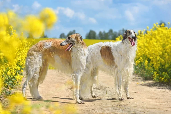 Dos Hermosos Perros Borzoi Rusos Blancos Pie Campo Colza Floración — Foto de Stock