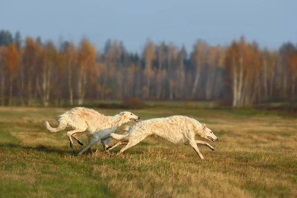 Двоє Прекрасних Білих Росіян Борсів Бігають Осінньому Полю Ліцензійні Стокові Фото
