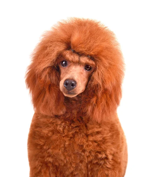 Portrait Apricot Poodle Sitting White Background — Stock Photo, Image