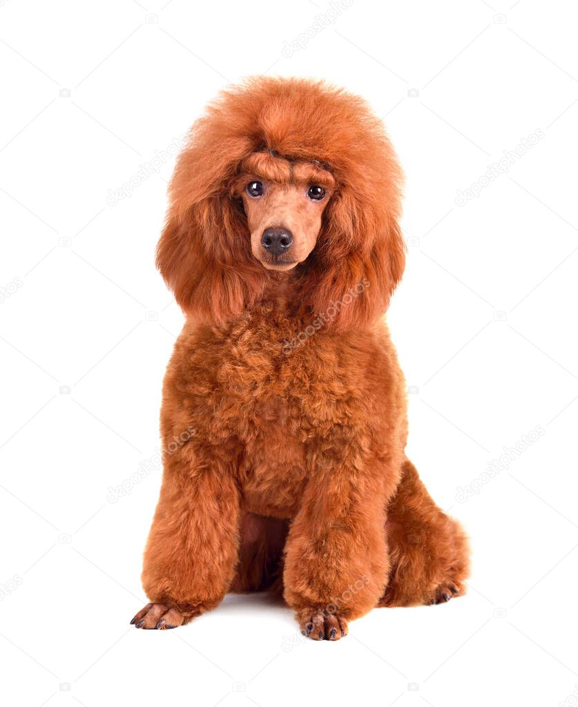 Funny puppy of apricot poodle sitting on a white background