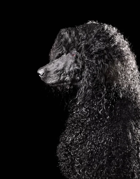 在黑色背景上隔绝的湿黑色标准型狮子狗的画像 — 图库照片