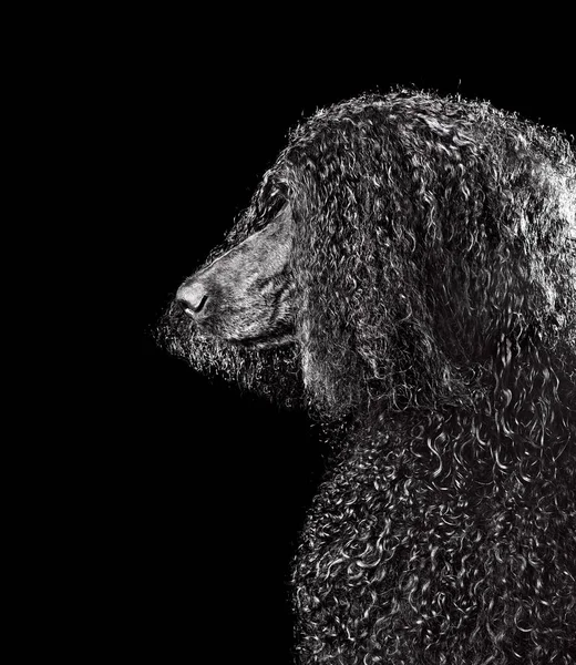 Portrait Wet Black Standard Poodle Bath Isolated Black Background — Stock Photo, Image