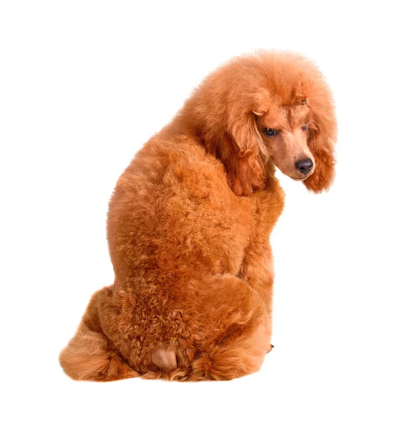 Funny Puppy Apricot Poodle Resting White Background — Stock Photo, Image