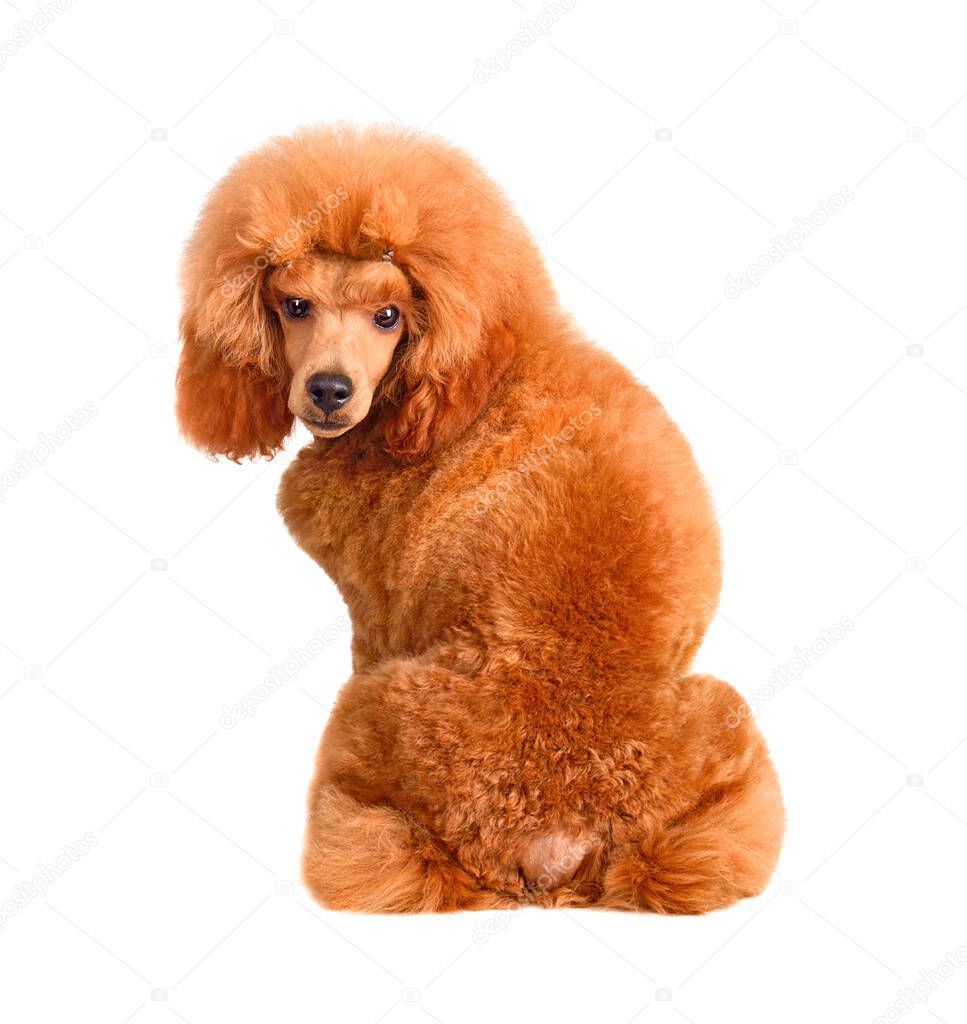 Six months old puppy of apricot poodle sitting on a white background