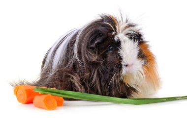 uzun saçlı juinea domuz