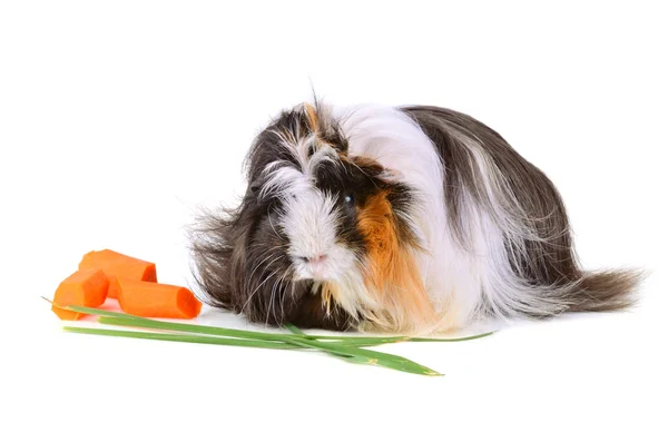 Guinea pig eating vegetables — Stock Photo, Image