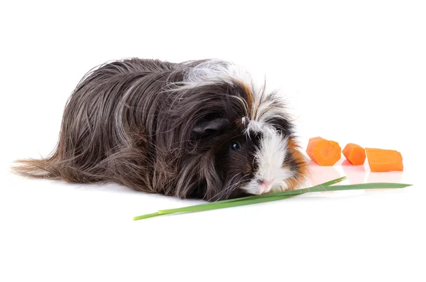 Black guinea pig — Stock Photo, Image