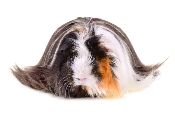 Long hair guinea pig — Stock Photo, Image