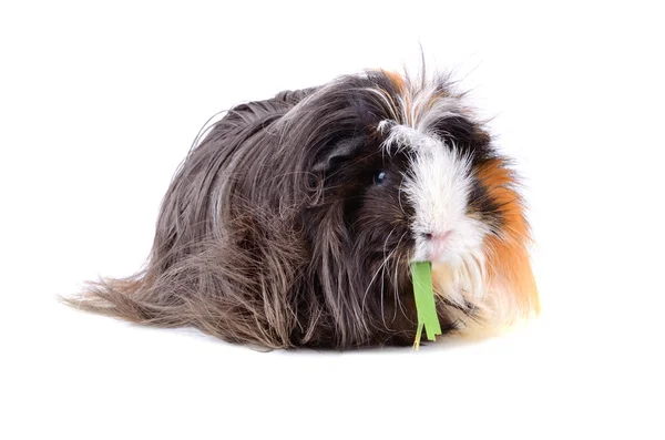 Meerschweinchen essen — Stockfoto