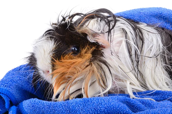 Bonito animal de estimação após o banho — Fotografia de Stock