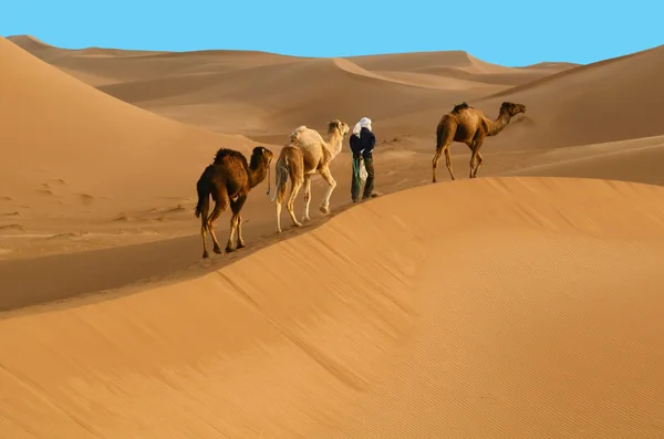 Caravan in desert — Stock Photo, Image