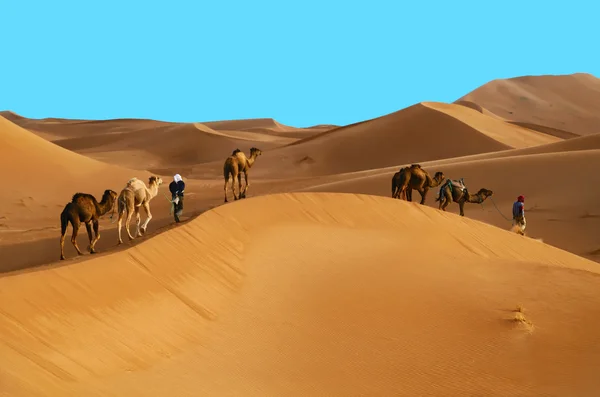 Berberowie z wielbłądy dromader — Zdjęcie stockowe