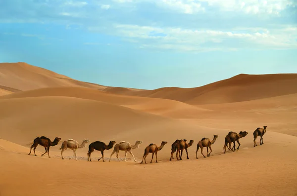 Caravan in desert — Stock Photo, Image